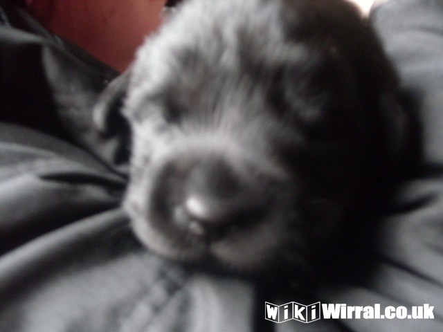 Attached picture Bertie 2 weeks 1 day 014 (Copy).jpg